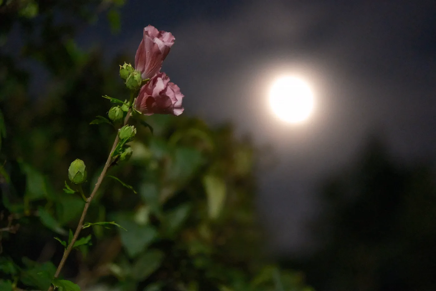 Flower Moon